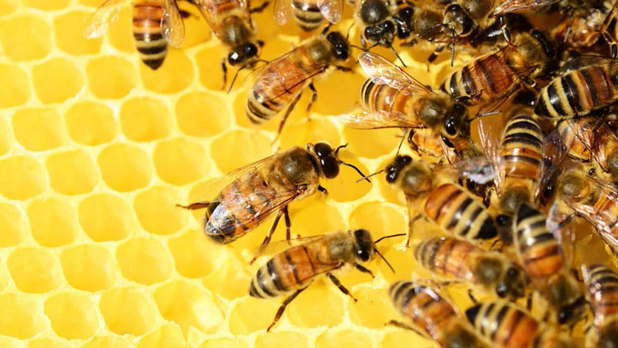 Close up of bees in hive on honey comb