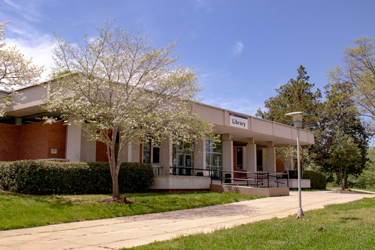 Library with blooming cherry tree in the springtime.